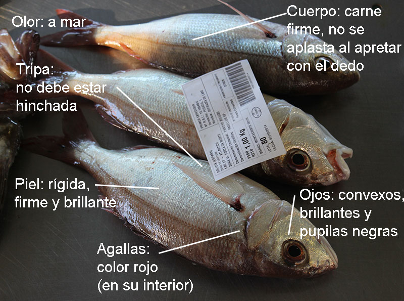 images pescado freco 2 - Reglas básicas para reconocer el pescado fresco